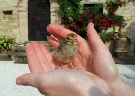 Agriturismo Il Podere Farm stay *